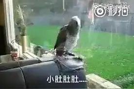 这只鹦鹉知道主人太多秘密了，满脑子都是魔性亲亲小肚肚