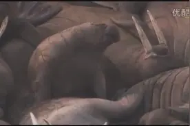 记录各种动物睡眠的有趣方式视频封面