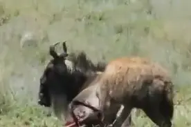 实拍鬣狗活吃受伤的角马，十分残忍！图片