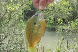 男子在河边钓鱼，钓到之后直接现场煎了吃，看着真不错！图片