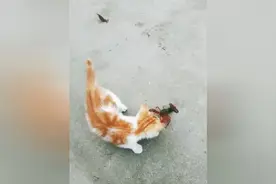 猫猫想吃龙虾，最后被龙虾夹住，只能落荒而逃了图片