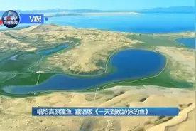 藏语版《一天到晚游泳的鱼》 这个女孩的歌感动很多人图片