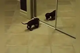 狗狗自己玩嗨了图片