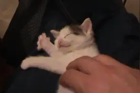 喵星人一躺下就开始弹琴，主人怎么挠都不醒图片
