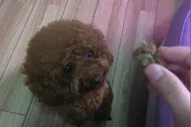 贪吃狗狗好捉急，我的小鱼干我要吃！主人，啥时候才能吃？图片
