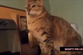 超搞笑影片!宠物猫咪爆笑场面大集合！图片