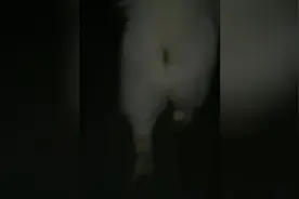 大哥萨摩夜晚散步，后面还跟着小弟，走路气势都跟以前不一样了图片