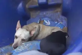 住在垃圾箱的流浪狗妈妈和她的孩子，红绳的出现彻底改变它们一生图片