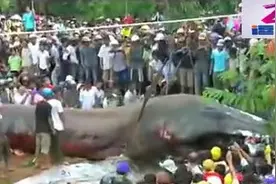 越南从地底挖出巨型不明生物！这究竟是什么鬼？视频封面
