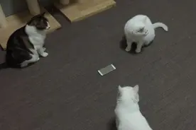 看你往哪躲｜怎样找出藏起来的喵星人？图片