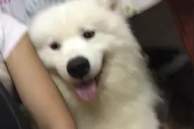 和主人的温馨瞬间，跟主人玩亲亲，大型犬的心里都住着一位小公举图片