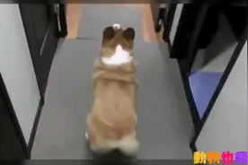 狗狗跳舞大合集，各个都是舞蹈家图片