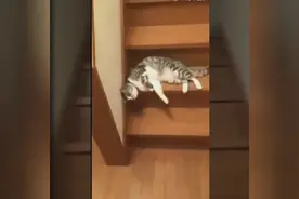 猫咪销魂的下楼梯姿势，都到这了铲屎官还不来接驾