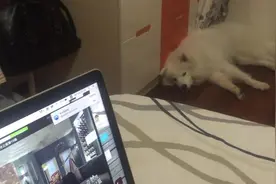 狗狗躺在地板上睡着了，听到主人拿零食的声音，立马警觉起来图片