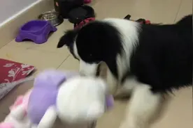 狗狗焦急找公仔，主人我不管，谁放进去的，谁就负责拿出来图片