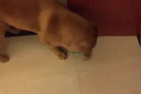 金毛最近长进啦，不再咬着瓶子不放，知道捡瓶子，好样的图片