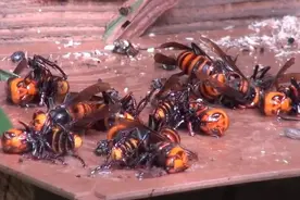 实拍大黄蜂攻击蜜蜂蜂箱，养蜂人布置陷阱阻挡大黄蜂，现场惨烈！图片