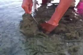 岸边浅水滩捉章鱼，男子玩的好溜.图片
