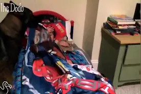 德牧照顾小主人的几个瞬间，这样的狗狗真是全能，满满都是爱！图片