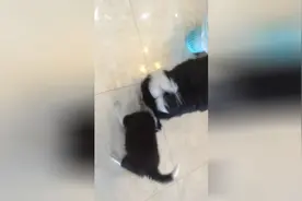 大狗抢到绳子死都不松嘴，直到主人转移注意力，才让小狗有机可乘图片