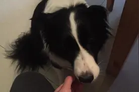 主人说no狗狗就不敢吃，赶紧把嘴松开，还是最听主人的话图片