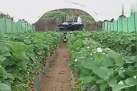 自动收割葡萄，草莓，樱桃设备图片