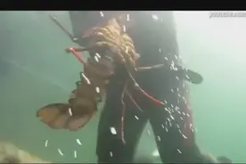 男子从海边礁石处潜水，没成想海底石缝里竟这么多龙虾，好想去抓图片