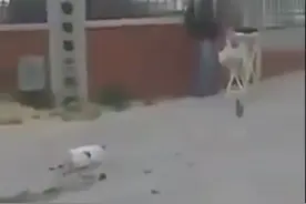 喵星人小心翼翼匍匐前进着想捉鸟，结果鸟飞走了，萌翻众人！图片