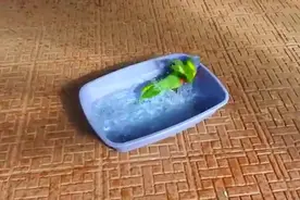 可爱的鹦鹉小鸟洗澡，超级温馨的感觉图片