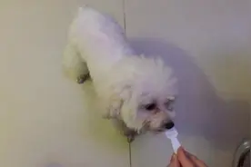 实拍狗狗吃酸奶冰淇淋，好吃又解暑，鼻子上的都不放过图片