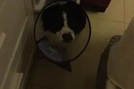 主人为狗狗戴上头套后，狗狗显得很抑郁，撒娇求主人拿走头套图片