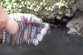 臭水沟里竟然钓到这么大的黄鳝，全身泛黄，看来是纯野生的视频封面