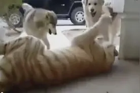 俩二哈把老虎当大猫玩耍，接下来的事让人真为这俩二哈捏一把汗！图片