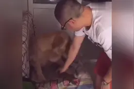 大金毛咬坏东西，靠手语卖萌求原谅，简直汪届影帝图片