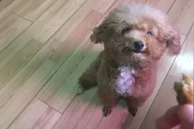 萌宠的拒食训练之吐食物，主人我是不是棒棒哒，一脸邀功献媚样儿图片