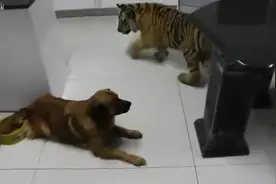 一只老虎遇上一只狗的悲催虎生,说多了都是泪图片
