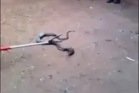 村民抓住藏在鸡笼里眼镜蛇，蛇吐出吃掉的鸡！
