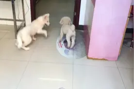 狗狗为了见小伙伴，独自跑的远远地，是坚信主人一定会跟过来吗？图片