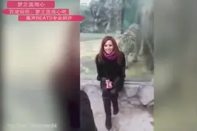 惊险视频，美女游览动物园摆姿势拍照，身后一只猛虎扑了上来图片