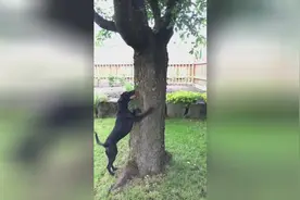 汪星人和松鼠捉迷藏！你们这样是没有结果的哈哈哈累成狗！图片