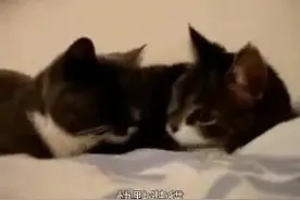 两傻萌貓咪聊天(惡搞配音版)中文字幕，网友纷纷表示已笑趴..图片
