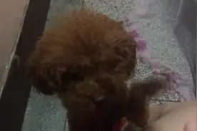 泰迪的小爪子跟不上主人的节奏，狗狗表示，这游戏是没法玩啦图片