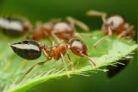 家里有蚂蚁怎么消灭？教你几个方法，比强效化学剂更有效！图片