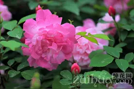 花卉嫁接的技巧，嫁接成功关键在哪图片