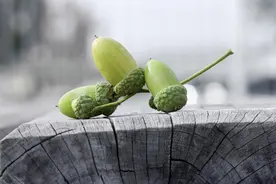 美味的野生天然美食，儿时的味道，你吃过没？图片