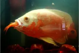 地图鱼不吃食的应对方法图片