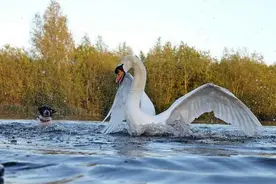 无辜的狗狗被天鹅一顿暴揍，它内心是崩溃的。。图片