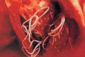 关于狗狗的犬心丝虫病，你知道这种病的危害吗？图片