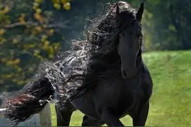 世界第一帅马，配种一次收费相当于27个商标图片