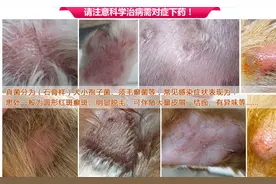 狗狗身上螨虫和真菌有怎么区别，千万不要自己瞎买药了图片